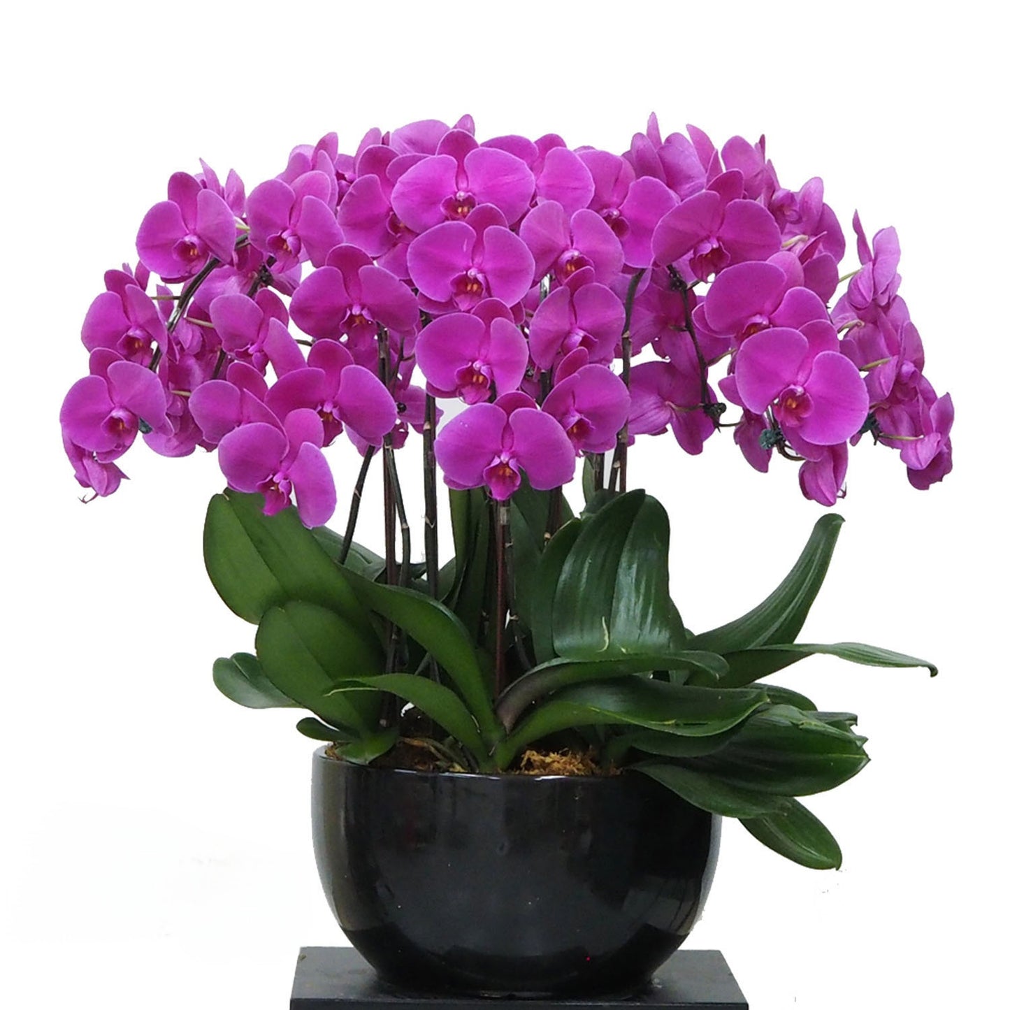 Ten (10) Phalaenopsis Orchid Arrangement