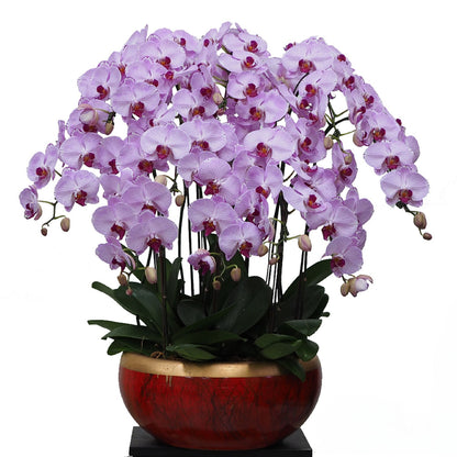 Ten (10) Phalaenopsis Orchid Arrangement