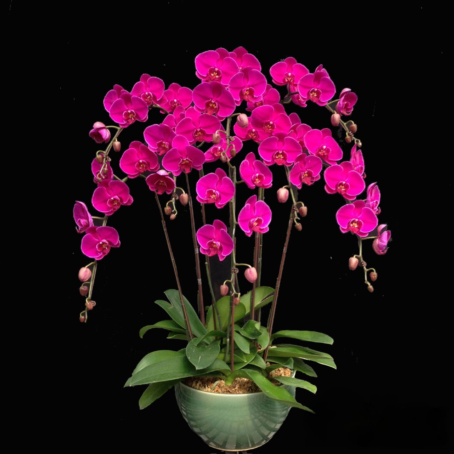 Eight (8) Phalaenopsis Orchid Arrangement