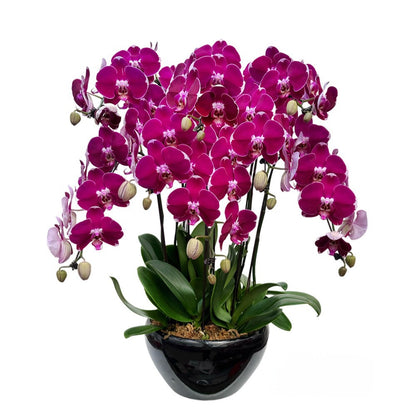 Eight (8) Phalaenopsis Orchid Arrangement