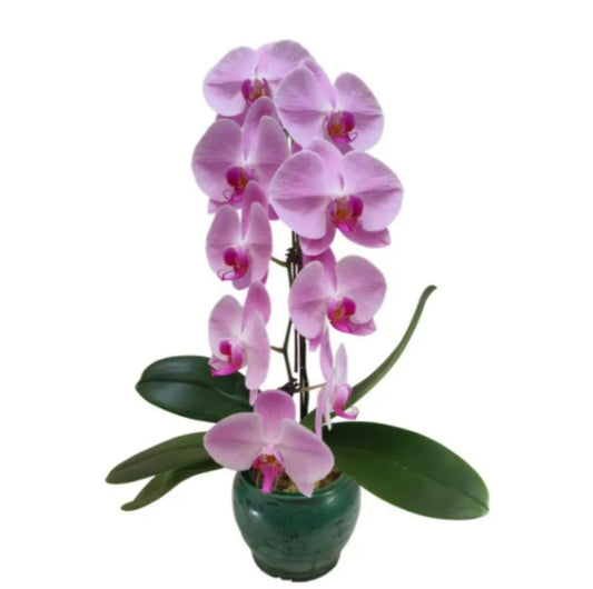 Single Phalaenopsis Orchid in Pot