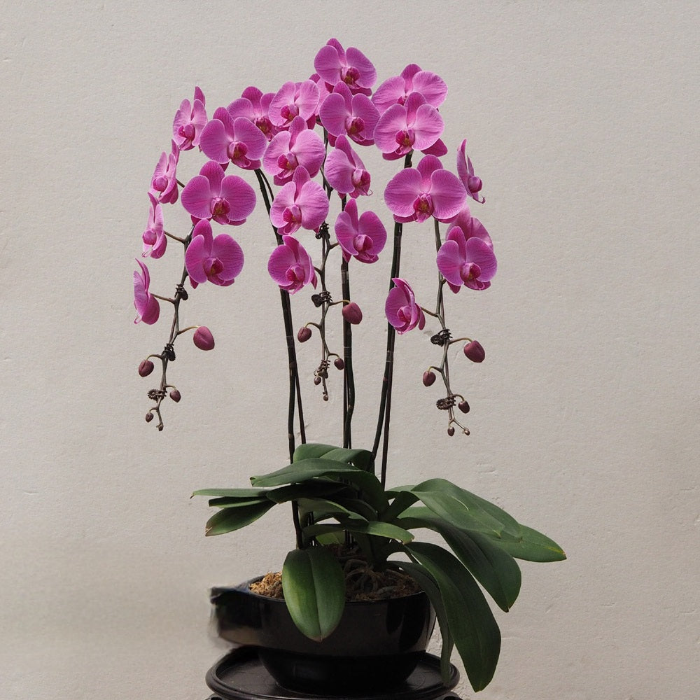 Three (3) Phalaenopsis Orchid Arrangement