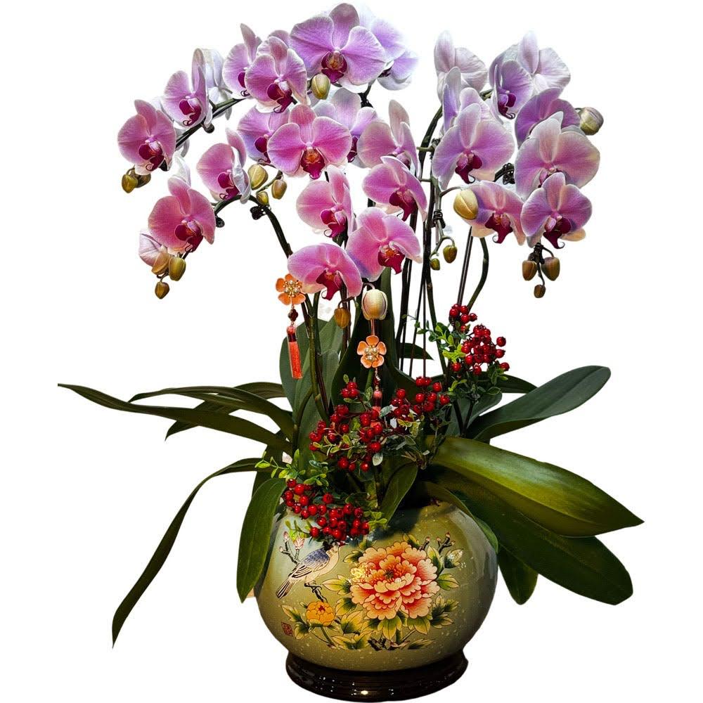 Chinese New Year - Special Phalaenopsis Orchid