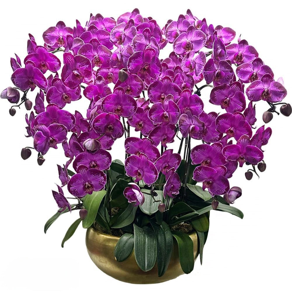 Twelve (12) Phalaenopsis Orchid Arrangement