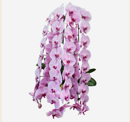 Premium Phalaenopsis Orchid Arrangement