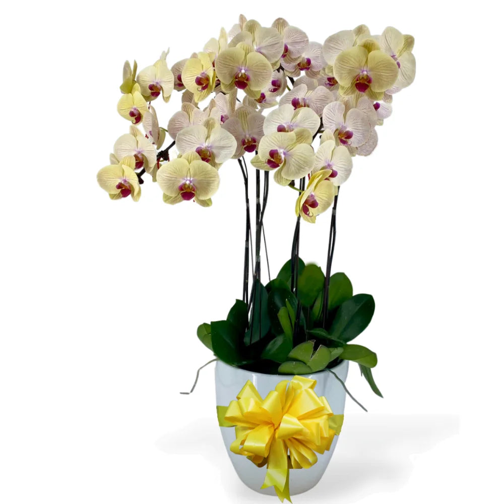 Chinese New Year - Special Phalaenopsis Orchid