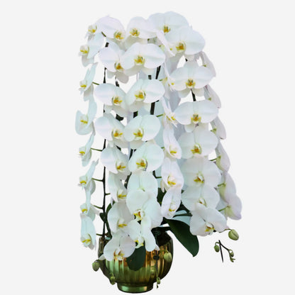 Premium Phalaenopsis Orchid Arrangement