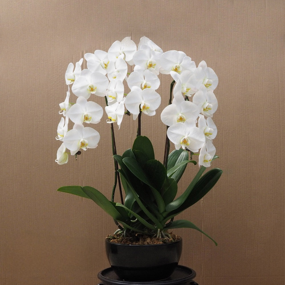 Three (3) Phalaenopsis Orchid Arrangement