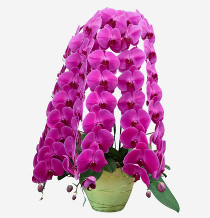 Premium Phalaenopsis Orchid Arrangement