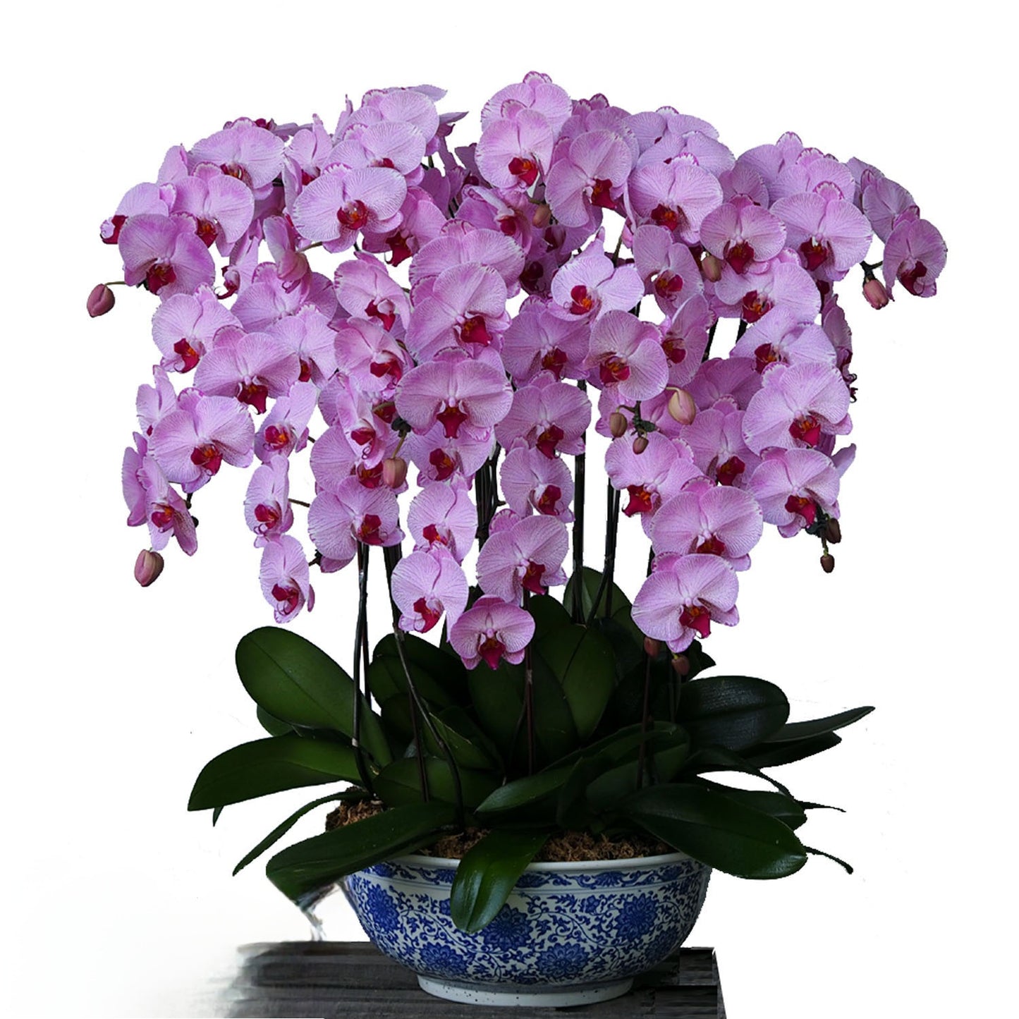 Twelve (12) Phalaenopsis Orchid Arrangement