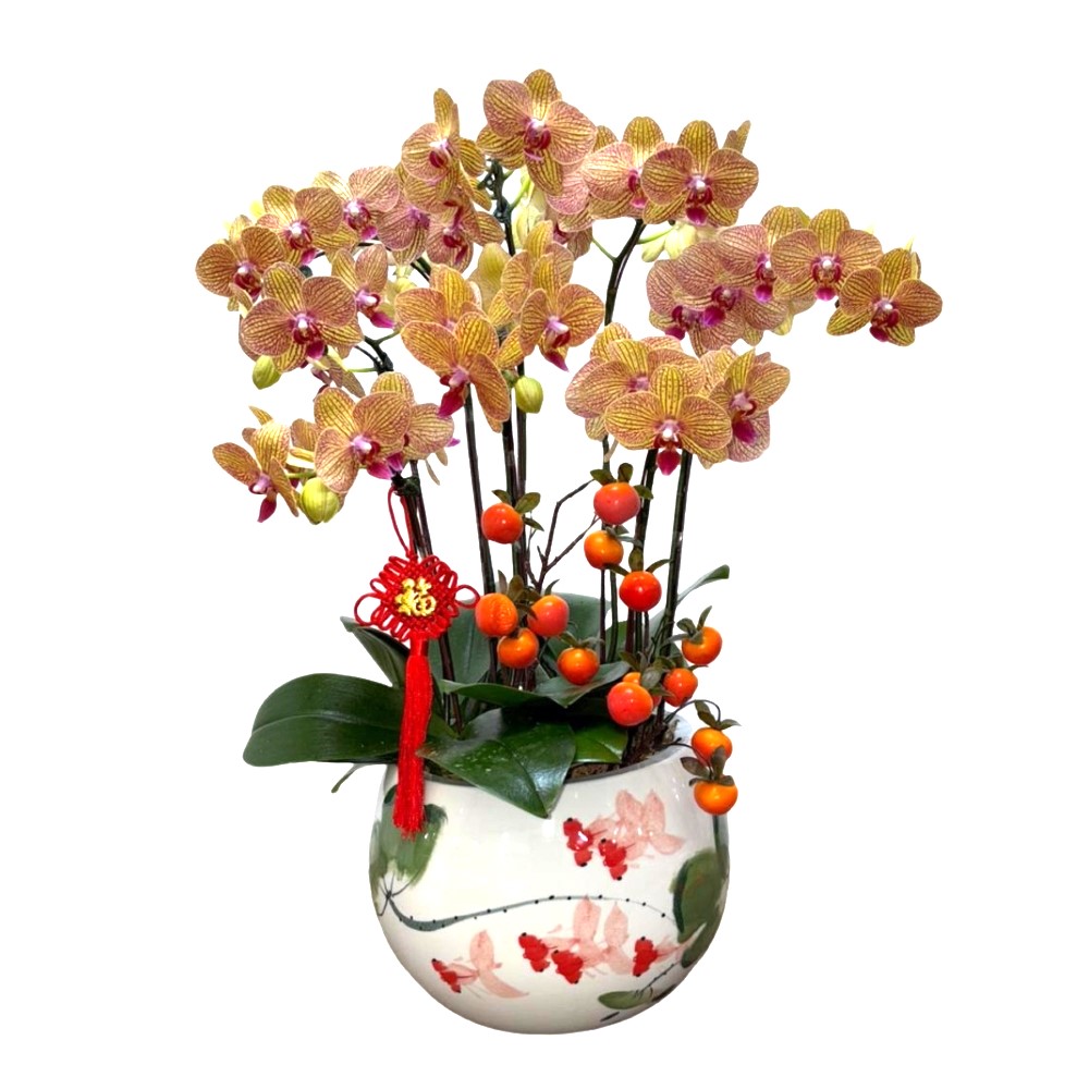 Chinese New Year - Special Petite Phalaenopsis Orchid