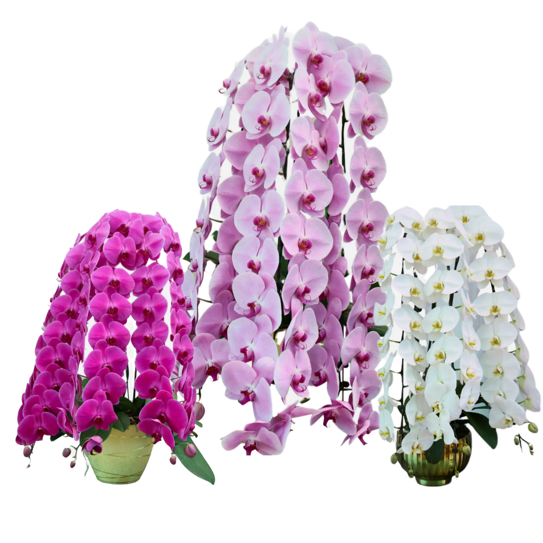 Premium Phalaenopsis Orchid Arrangement